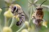Colletes hederae